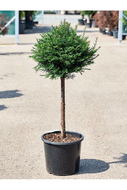 Тис ягідний Топіар Куля на штамбі в контейнері